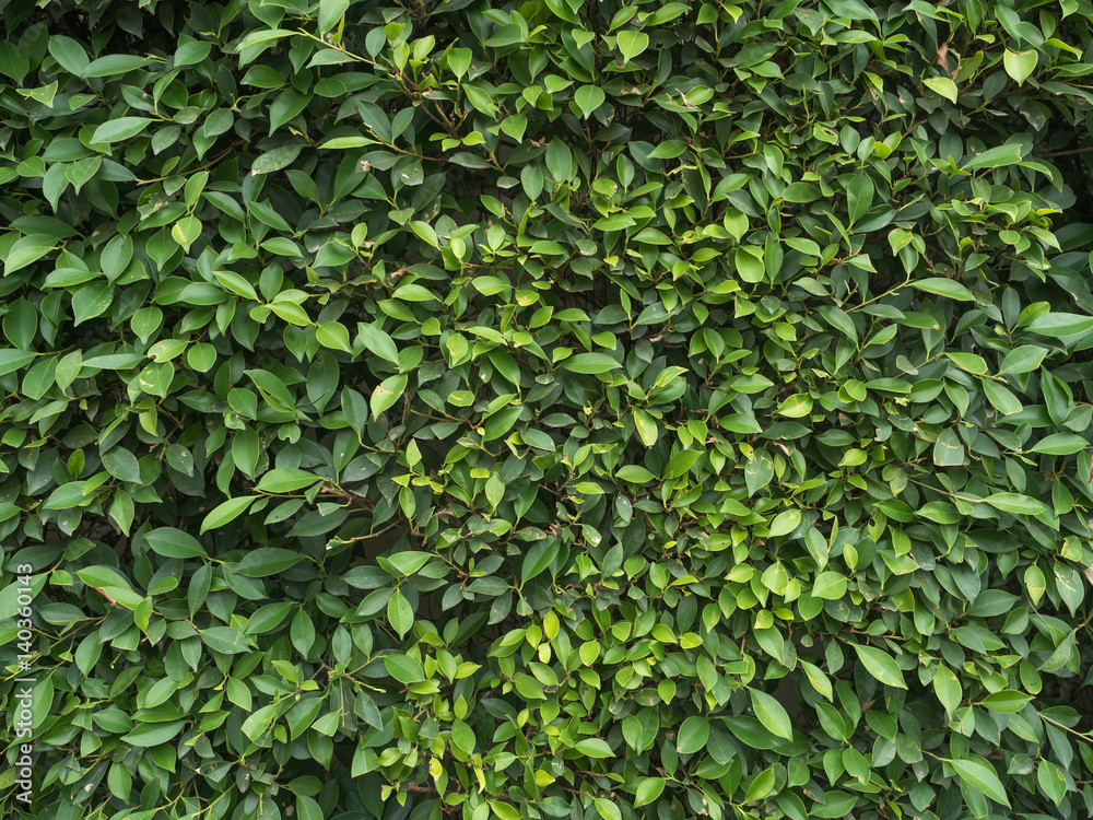 Korean Banyan tree leaves background