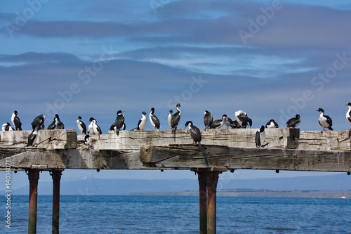 cormorants on an old pier against the background of the sky and the sea to Punta Arenas in Chile close up