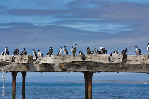 cormorants on an old pier against the background of the sky and the sea to Punta Arenas in Chile close up photo