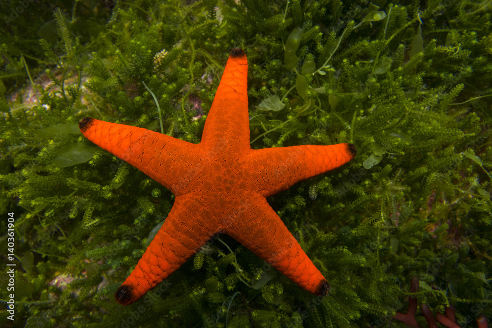 A red starfish Fromia milleperella on a background of green seaweed. A red starfish Fromia milleperella on a background of green seaweed.