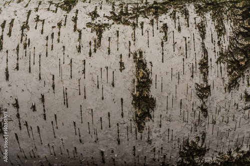 Fototapeta Naklejka Na Ścianę i Meble -  Birch tree bark