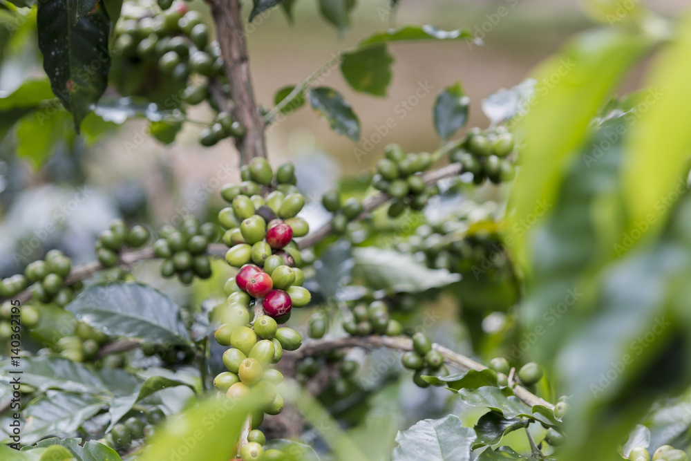 Coffee beans on the tree Coffee beans on the tree
