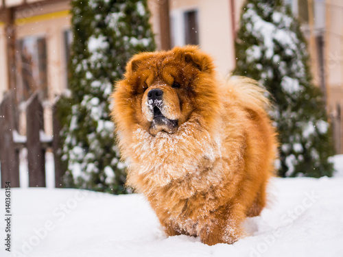 Red chow chow dog in the garden, winter and white snow. © Roman