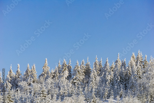 Treetops spruce pine evergreen covered snow frost winter blue sky wood forest