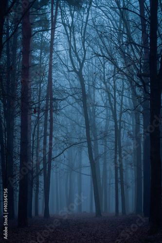 Foggy dawn in the wood