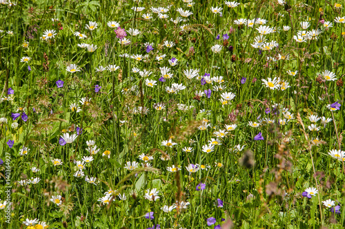 Фотография a flowery meadow