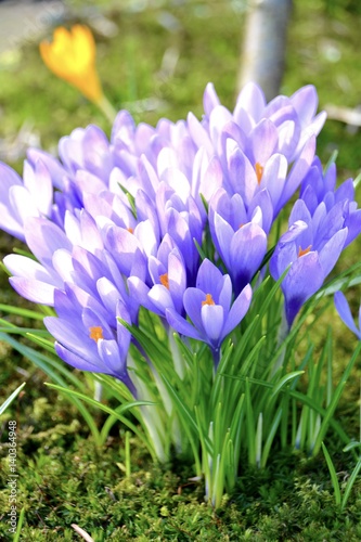 Frühling Blumen - lila Krok...