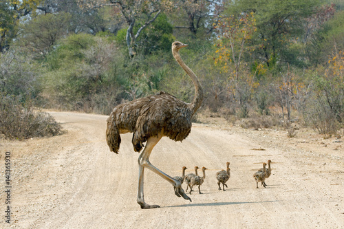 Fotografie Straussenfamilie auf einer straße