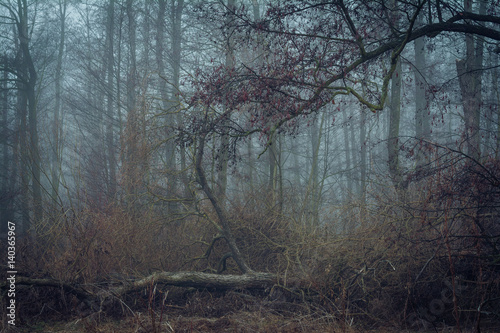 Foggy dawn in the wood