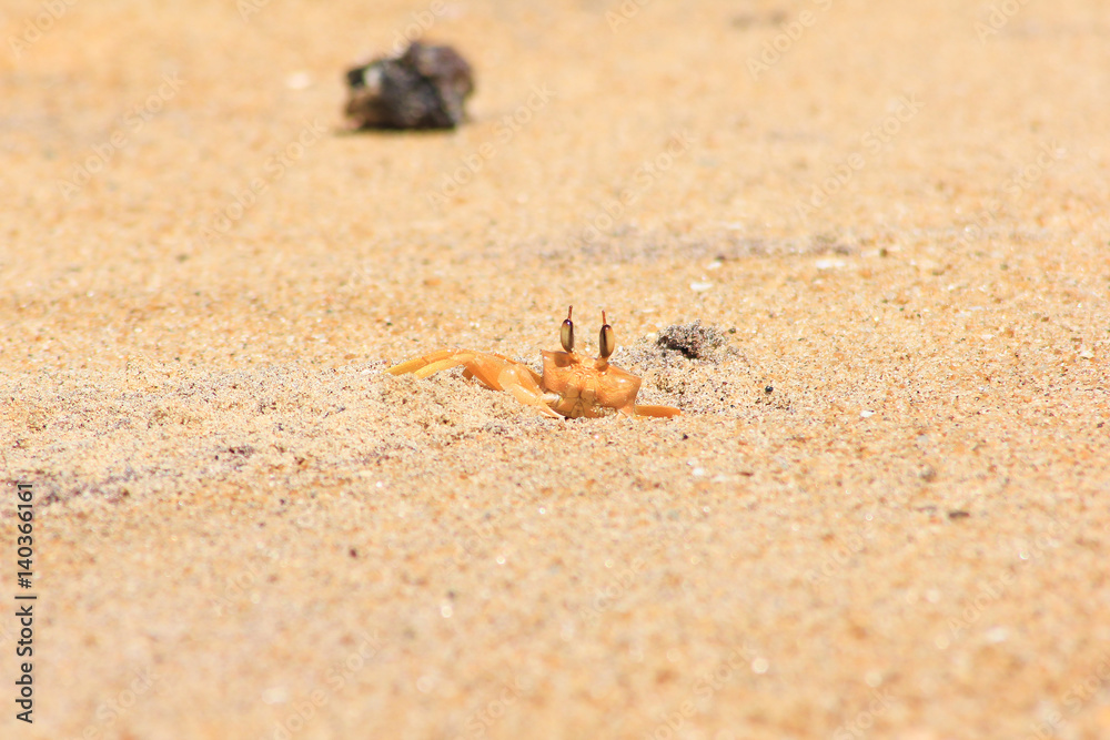 small crab is skulking in sand small crab is skulking in sand