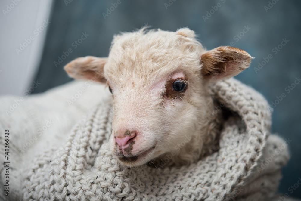 Baby Lamb in studio Baby Lamb in studio