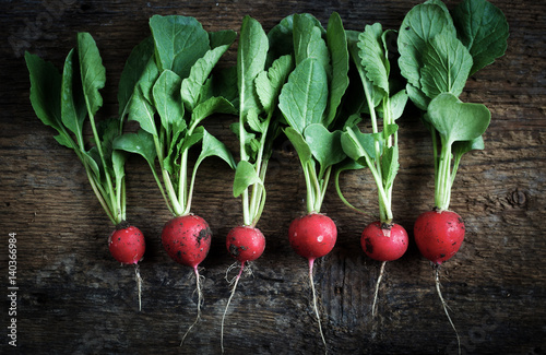 Wallpaper Mural fresh radish collected from the garden Torontodigital.ca