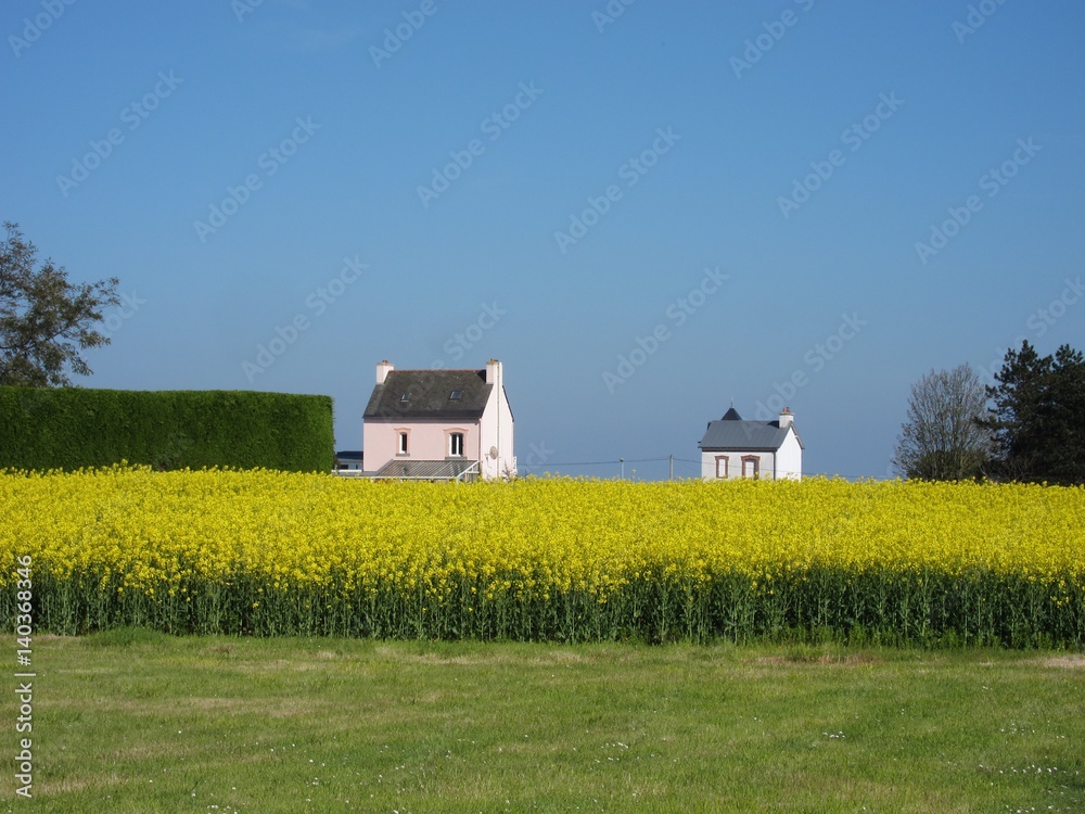 Obraz premium rape field and houses