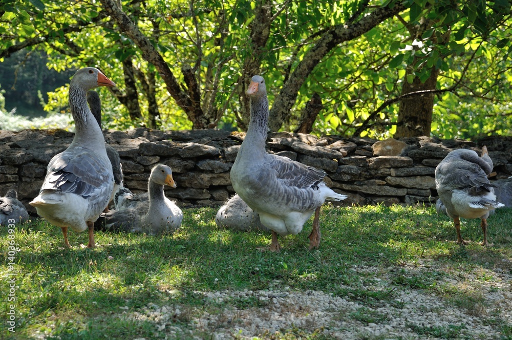 Farmed geese