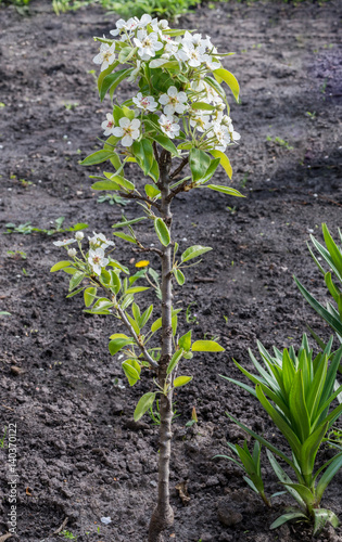 Blooming columnar pear tree.