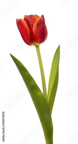 Fototapeta Naklejka Na Ścianę i Meble -  Red tulip flower