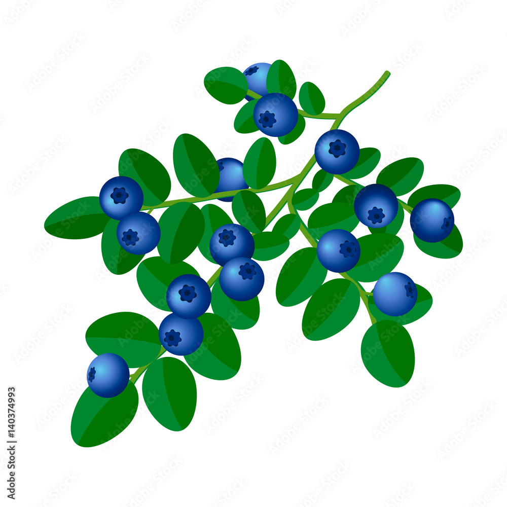 branch of blueberry with berries, isolated on a white