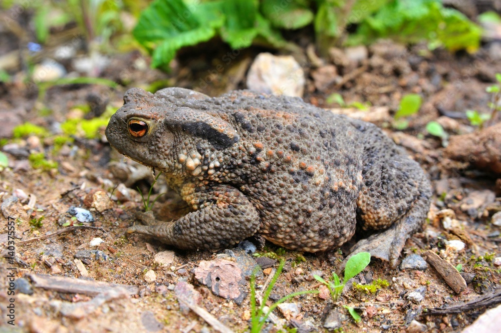 Trächtiges Weibchen der Erdkröte, Bufo bufo, zur Laichzeit Trächtiges Weibchen der Erdkröte, Bufo bufo, zur Laichzeit