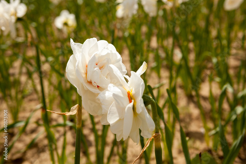 Beautiful flowers in the field