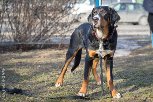 Appenzeller sennenhund dog standing outdoors