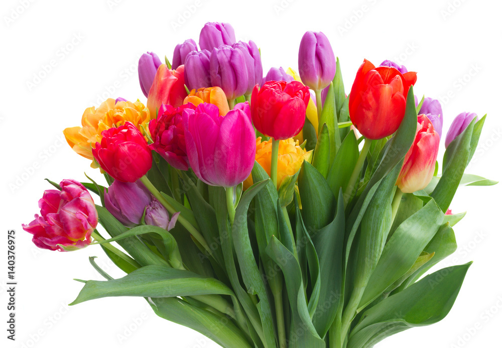 bouquet of bright spring tulips isolated on white background bouquet of bright spring tulips isolated on white background