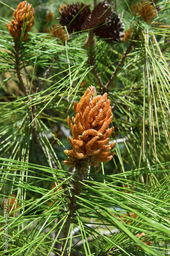 needles and buds of pinus mugo