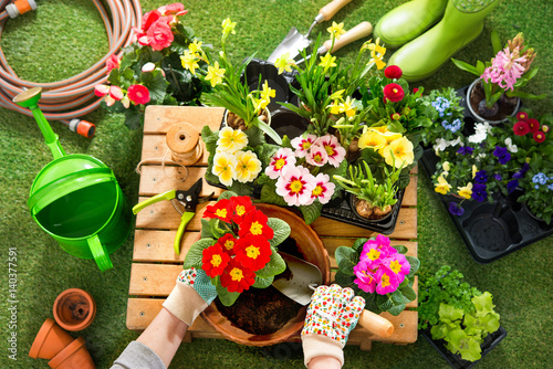 Potting flowers in the garden