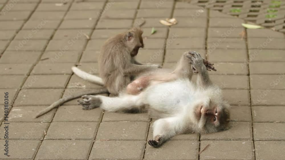 Monkey looking for insects in the fur of each other. Indonesia. Bali. Monkey looking for insects in the fur of each other. Indonesia. Bali.