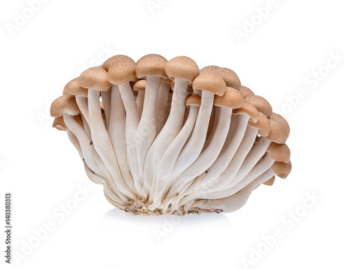 Buna shimeji mushroom on white background