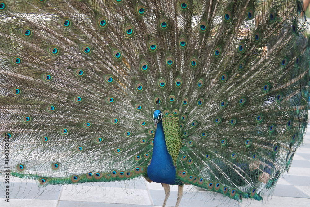 Naklejka premium Peacock