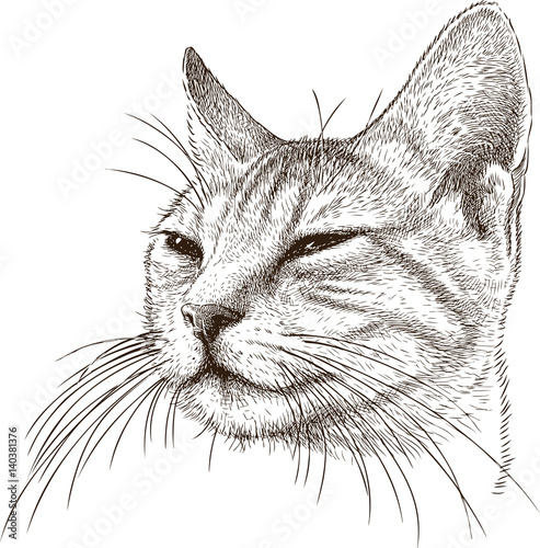 portrait of a sly cat