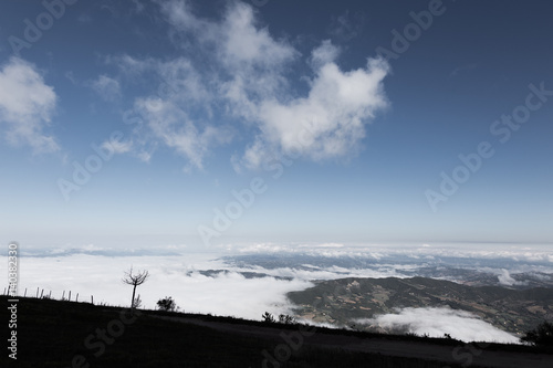 A lonely tree under a big  blue sky with some clouds  and above a sea of fog 
