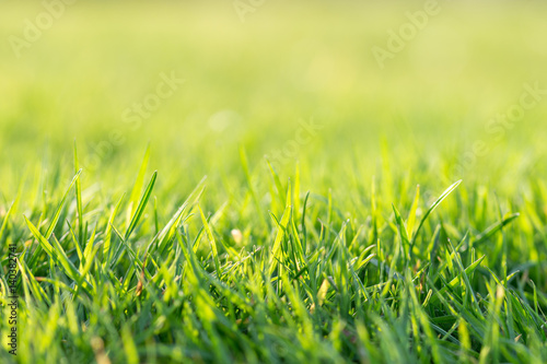 Close up sunny green grass lawn in spring