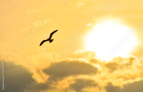 Seagull flying at sunset sky, silhouette. Sun between clouds a seagull flying.