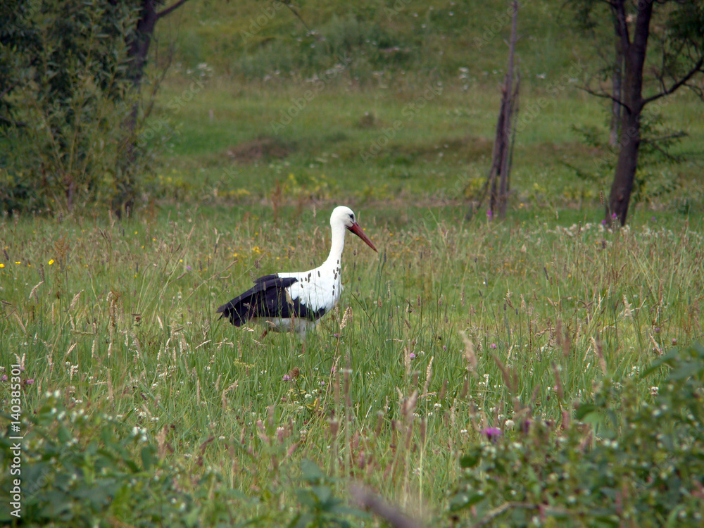 A stork in wild nature looking fo something A stork in wild nature looking fo something