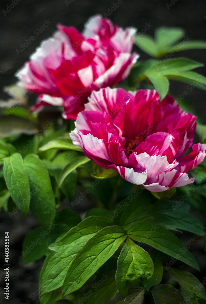 Pink big peony. Blooming tree-lik peony. Red and white peonies. First peony which bloom in the spring. Peony roses flowers.