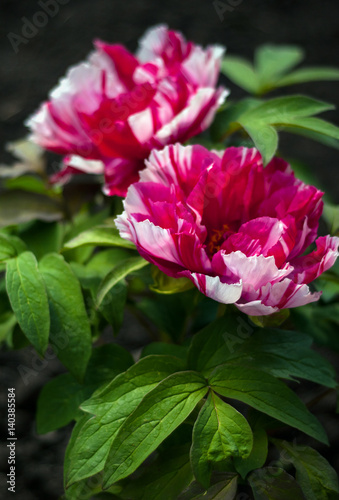 Pink big peony. Blooming tree-lik peony. Red and white peonies. First peony which bloom in the spring. Peony roses flowers.