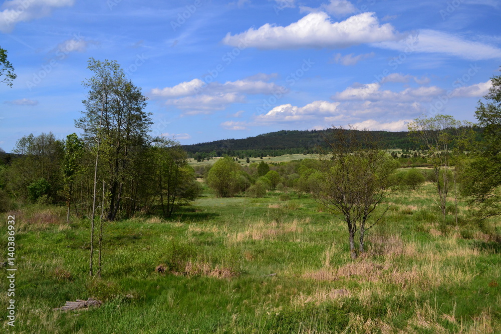 Deciduous trees and shrubs in the wild Deciduous trees and shrubs in the wild