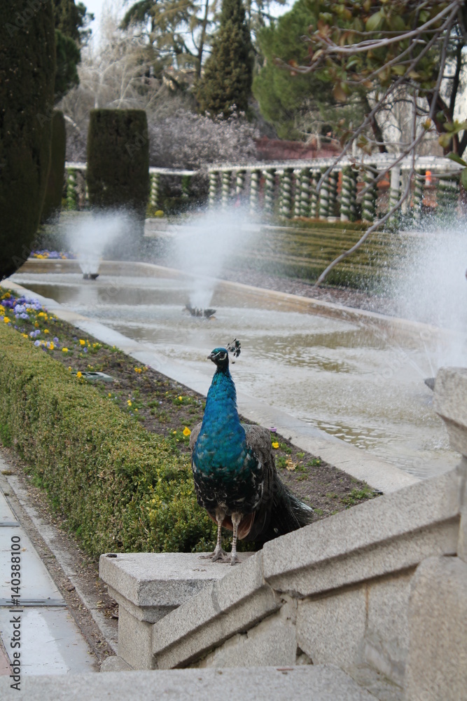 Obraz premium Peacock