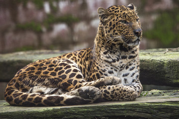 Fototapete Panther Gefleckter Panther ruht entspannt am Boden  © photoPepp
