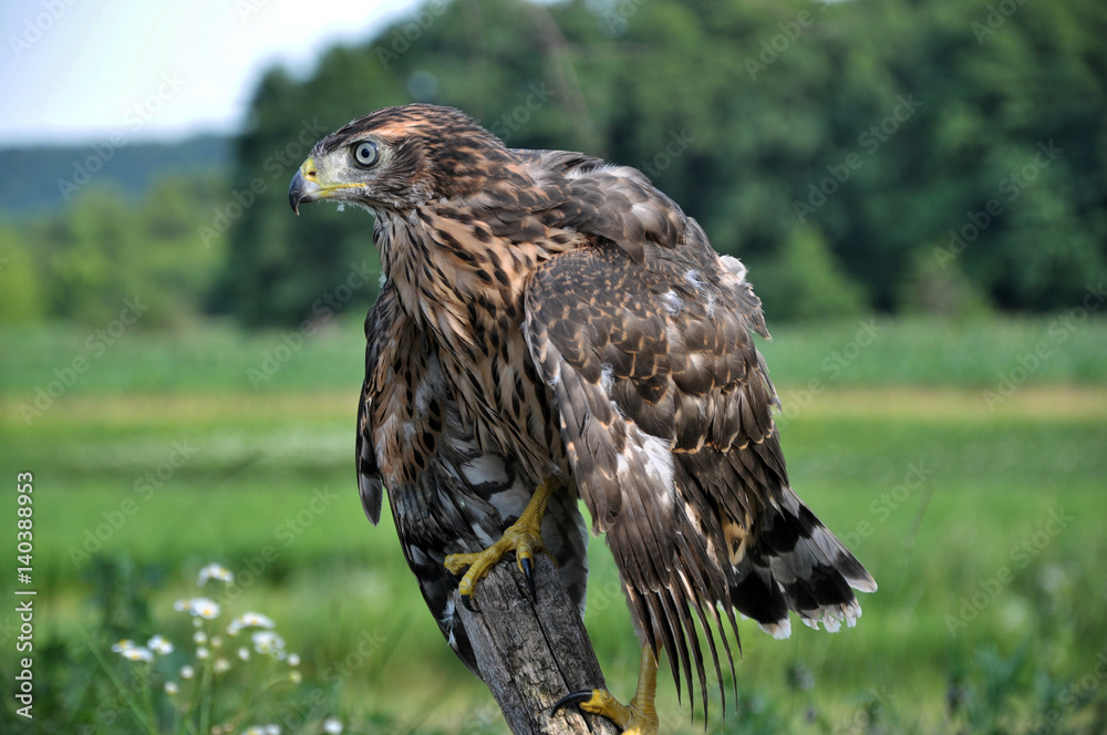 Fototapeta premium A young hawk drooping wings sitting on the trunk of an old tree