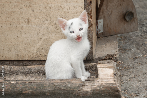 Adoroble small kitten sits in front of her house photo