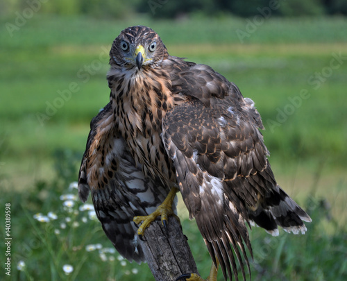 A young hawk drooping wings sitting on the trunk of an old tree
