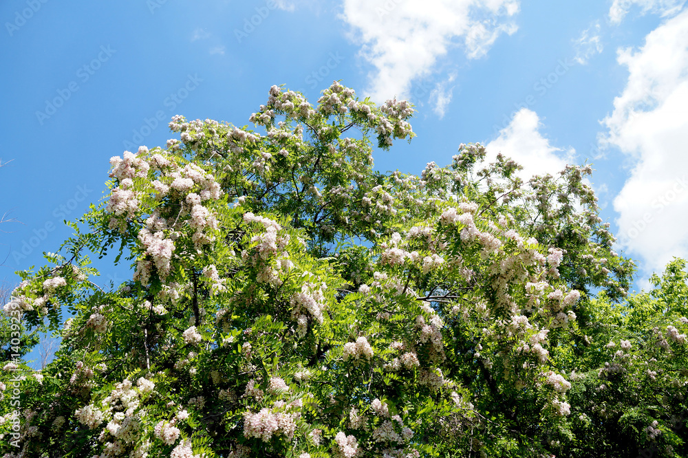 Branches of densely blossoming acacia