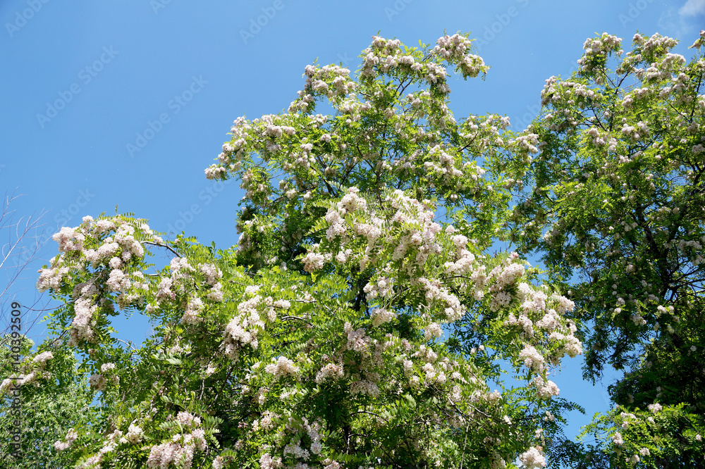 Branches of densely blossoming acacia Branches of densely blossoming acacia