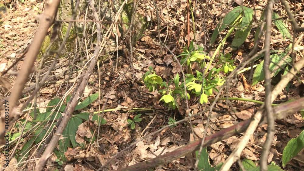 Hidden beautiful hellebores plant in the garden 4K 2160p 30fps UltraHD footage - Spring flower Helleborus odorus behind rose branch prickles 3840X2160 UHD video Hidden beautiful hellebores plant in the garden 4K 2160p 30fps UltraHD footage - Spring flower Helleborus odorus behind rose branch prickles 3840X2160 UHD video