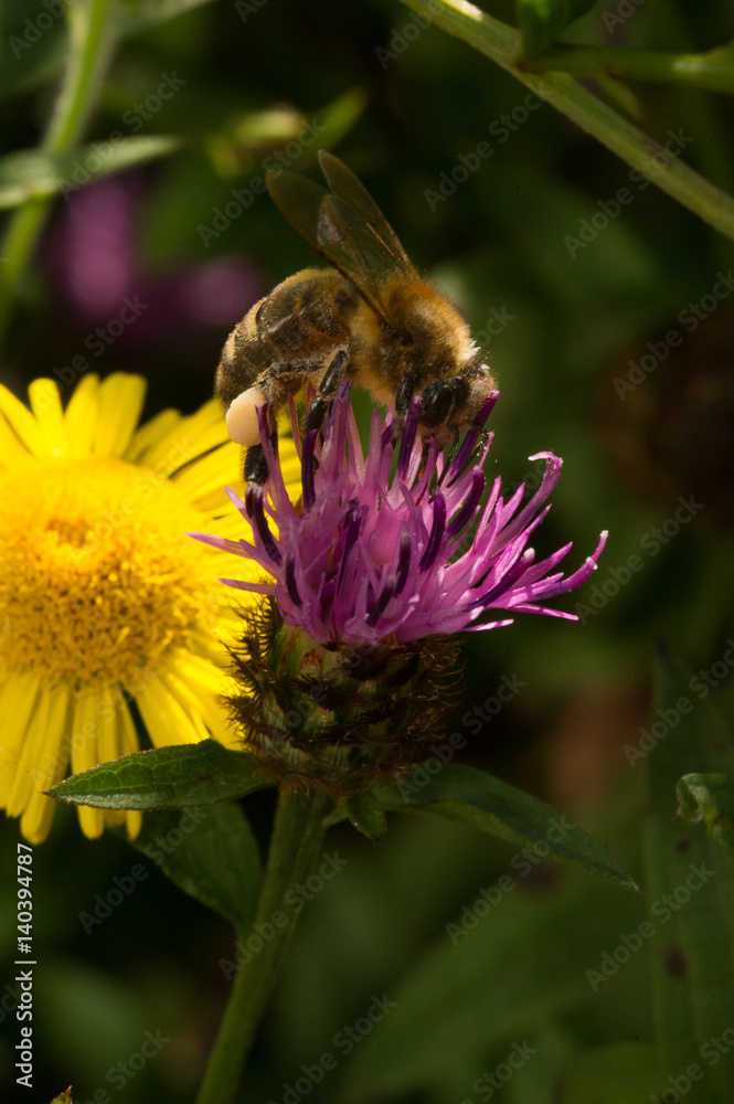 abeja abeja