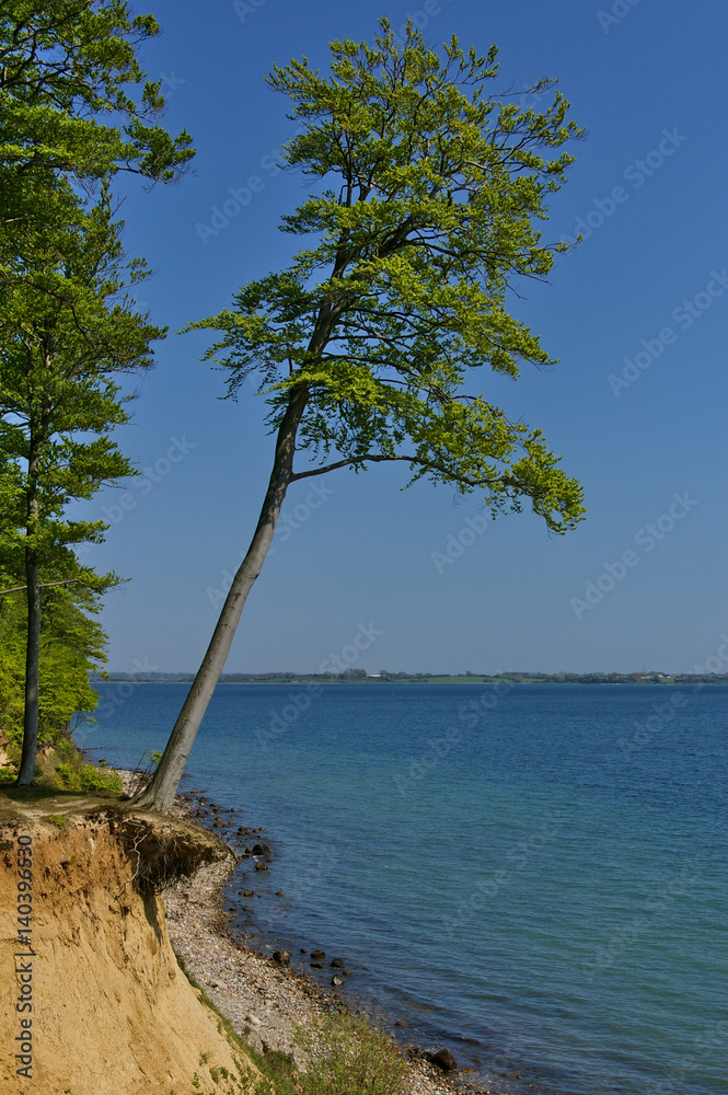 Clifftop with forest and slanted tree above the beach at the Baltic seashore, Denmark