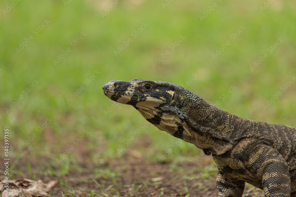 Naklejka premium Australian Goanna