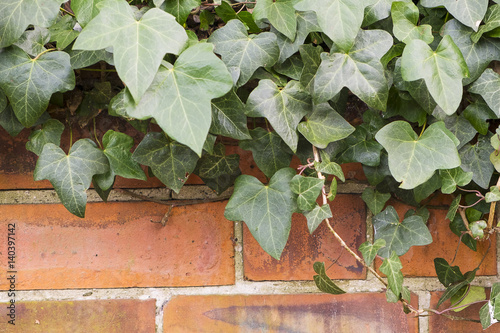 brick wall with green ivy growing wild